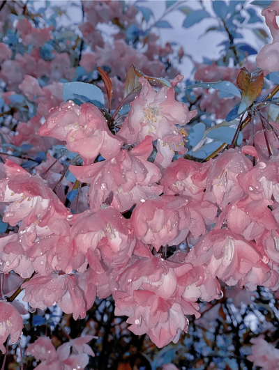 雨夜逢花背景图 花朵背景图 海棠花背景图
图源小红薯：6107992973