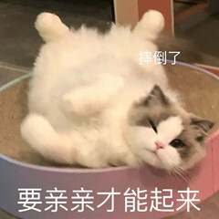 猫猫