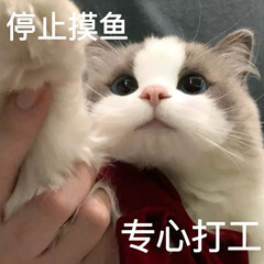 猫猫