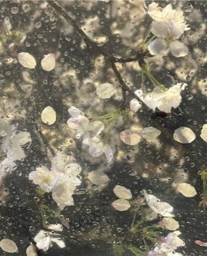 雨夜逢花背景图 花朵背景图 
图源小红薯：220172292
