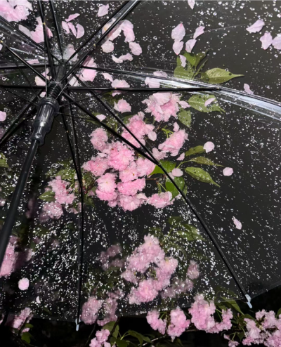 雨夜逢花背景图 花朵背景图
