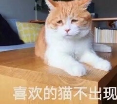 猫猫