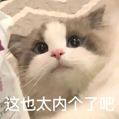 猫猫