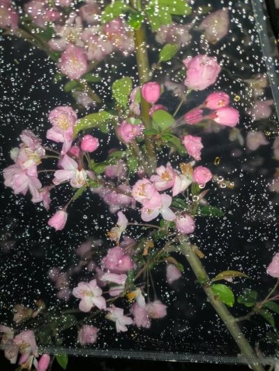 雨夜逢花背景图 花朵背景图 海棠花背景图
