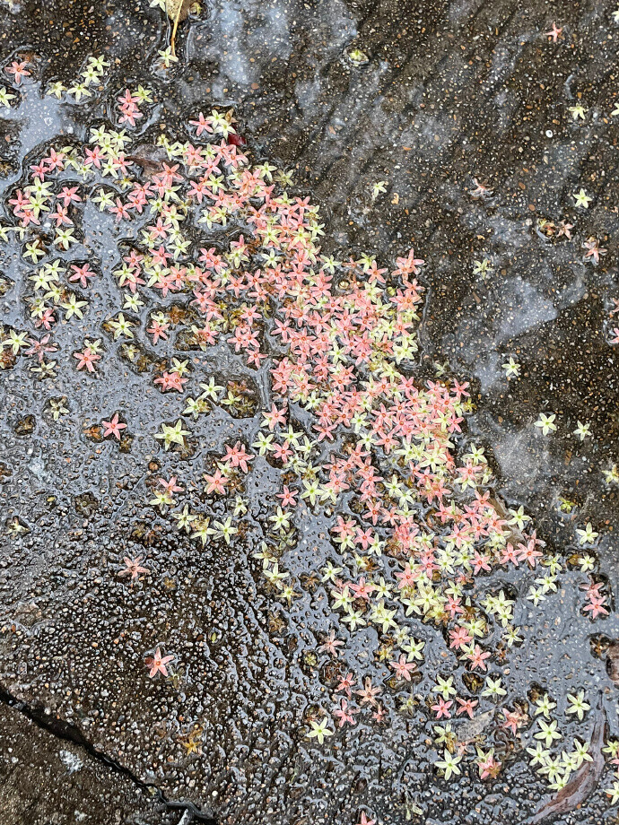 雨夜逢花背景图 花朵背景图
