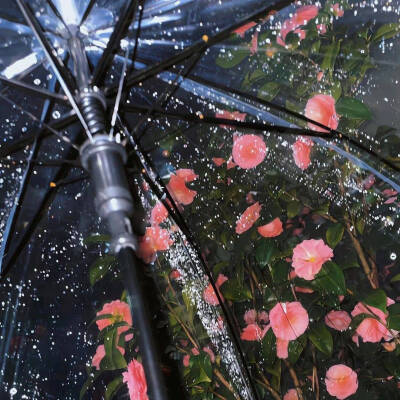 雨夜逢花背景图 花朵背景图
