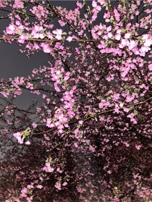 雨夜逢花背景图 花朵背景图 海棠花背景图
