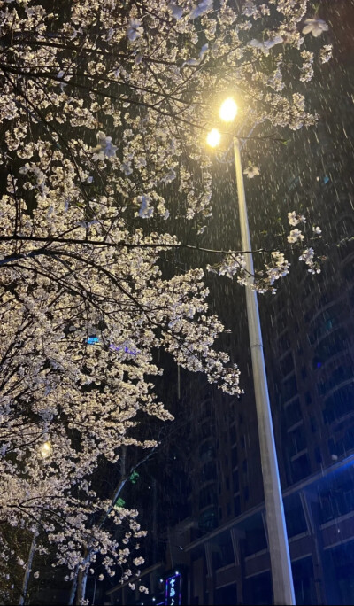 雨夜逢花背景图 花朵背景图
