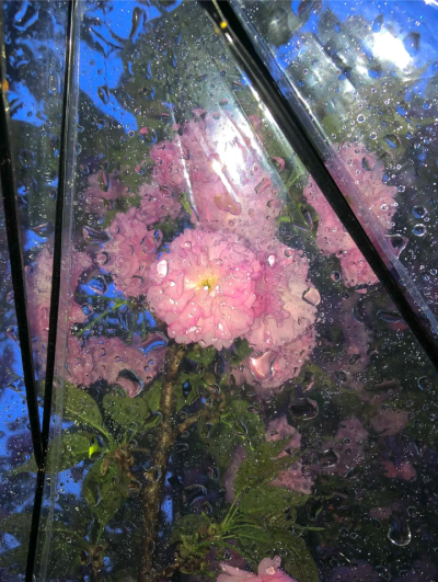 雨夜逢花背景图 花朵背景图
图源：失忆北岛
