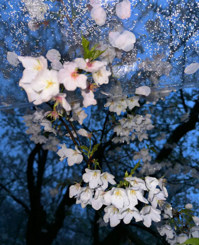 雨夜逢花背景图 花朵背景图
图源小红薯：782472101