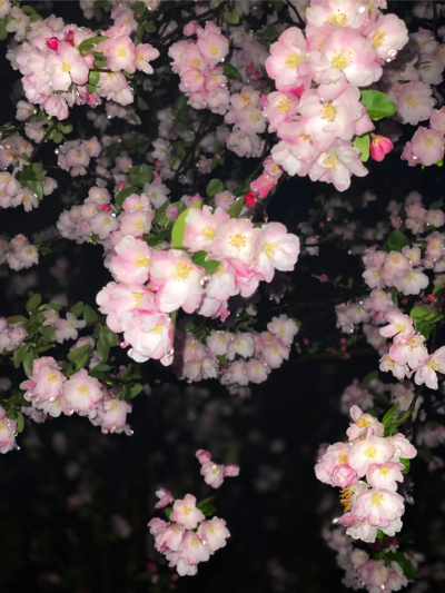 雨夜逢花背景图 花朵背景图 海棠花背景图
