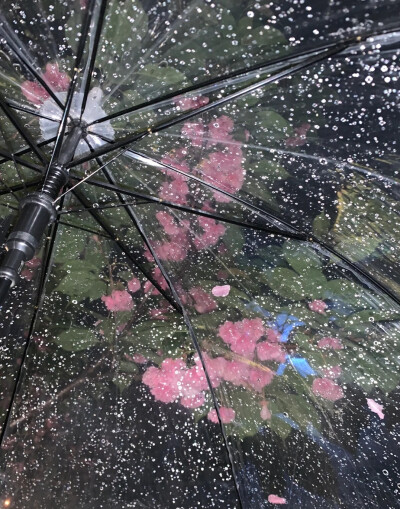 雨夜逢花背景图 花朵背景图
