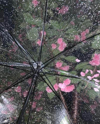 雨夜逢花背景图 花朵背景图
