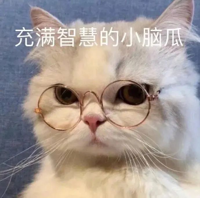 猫猫表情包