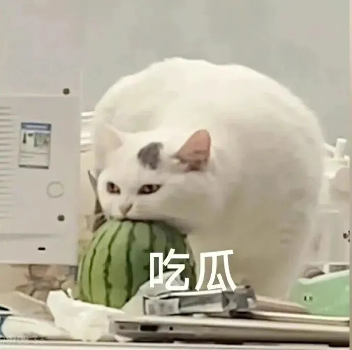 猫猫表情包