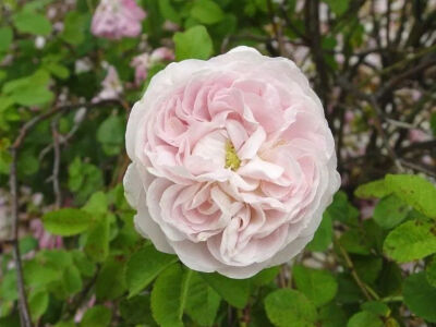 据说这种叫"Rosa"的玫瑰就是以卡特琳娜的名字命名（她曾被赐名"Rosa"），人比花娇啊