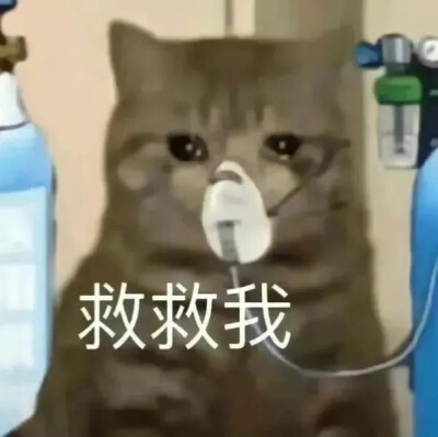 猫猫表情包