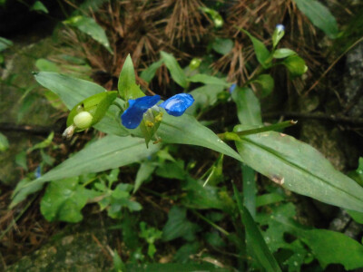 点点拍照！漂亮的花朵～