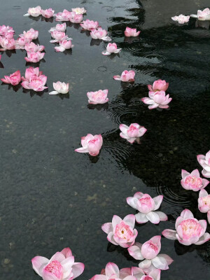 东方美学丨重瓣荷花
“花自飘零水自流” ​​​