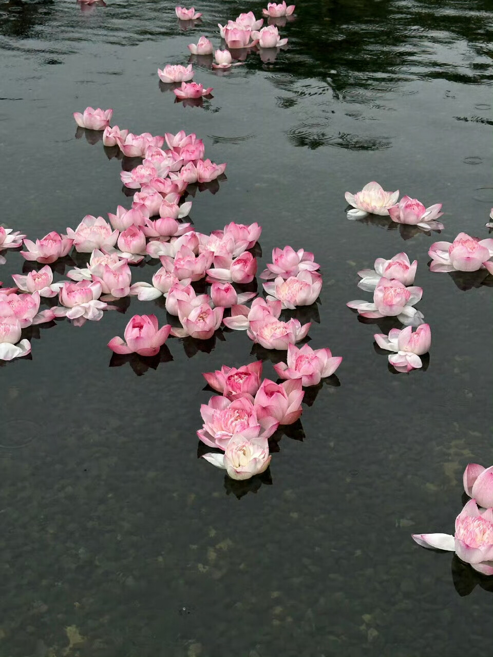 东方美学丨重瓣荷花
“花自飘零水自流” ​​​