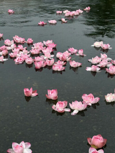 东方美学丨重瓣荷花
“花自飘零水自流” ​​​