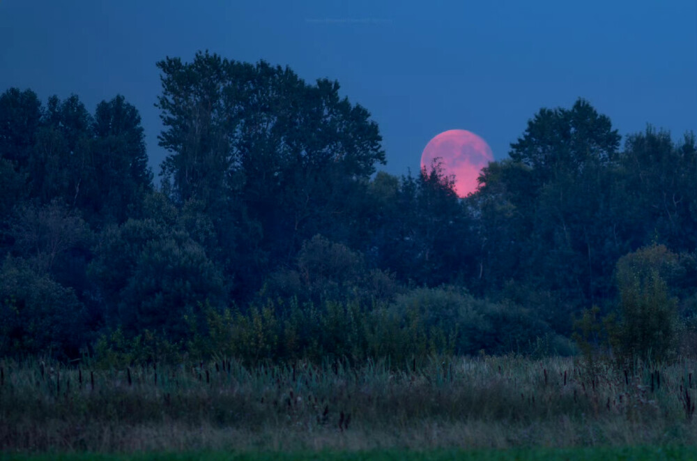 pink moon ​​​