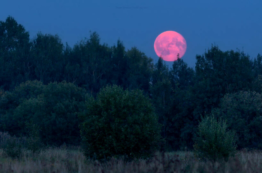 pink moon ​​​