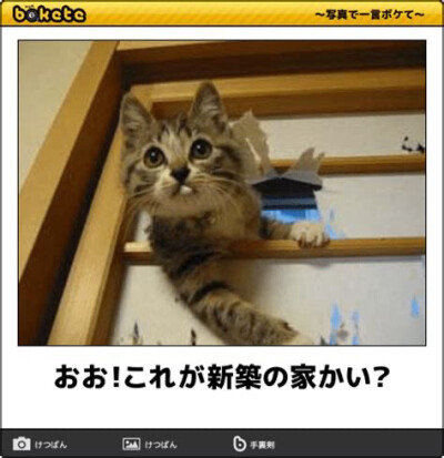 日本猫咪梗图