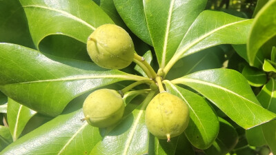 植物果实欣赏：海桐果实