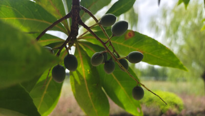 植物果实欣赏：杜英果实