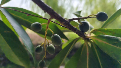 植物果实欣赏：杜英果实