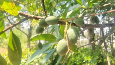 植物果实欣赏：杜英果实