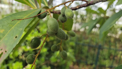 植物果实欣赏：杜英果实