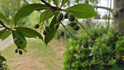 植物果实欣赏：杜英果实