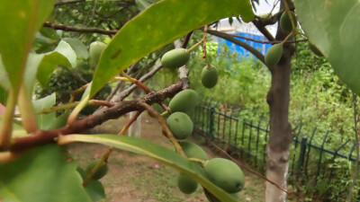 植物果实欣赏：杜英果实