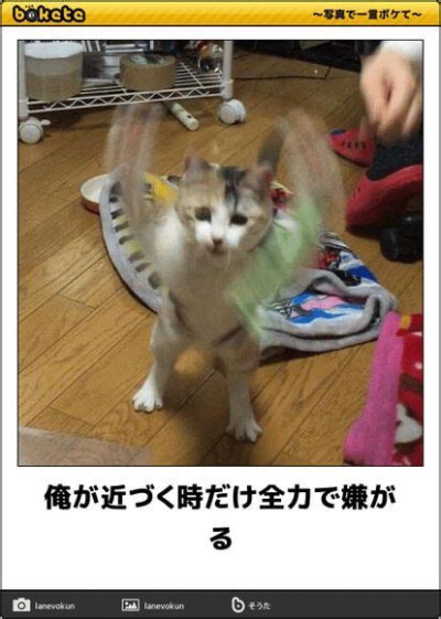 日本猫咪梗图