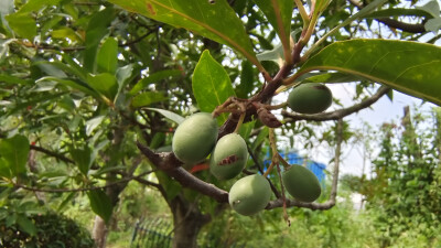 植物果实欣赏：杜英果实