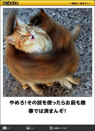 日本猫咪梗图