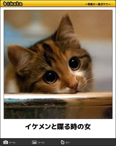 日本猫咪梗图