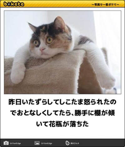 日本猫咪梗图