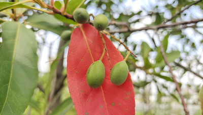 植物果实欣赏：杜英果实