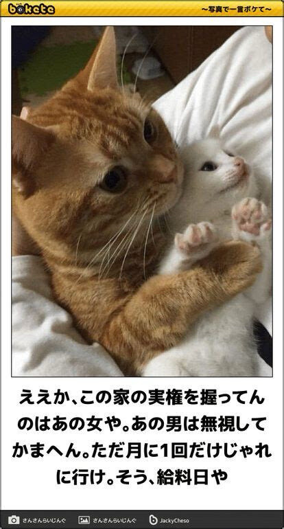 日本猫咪梗图