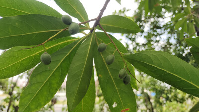 植物果实欣赏：杜英果实