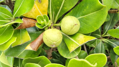 植物果实欣赏：海桐果实