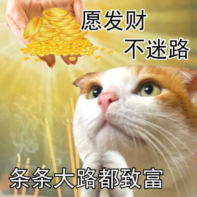 猫猫表情包