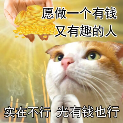 猫猫表情包