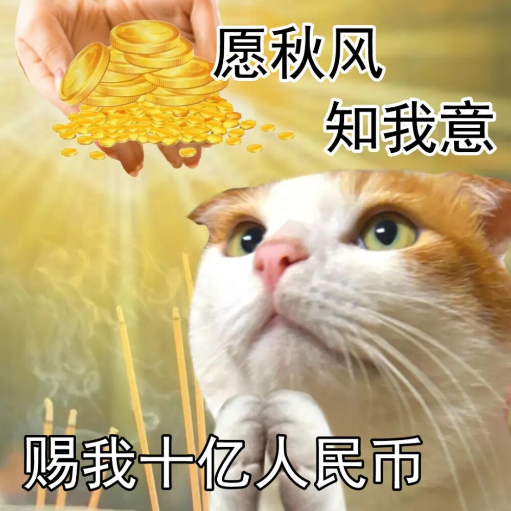 猫猫表情包
