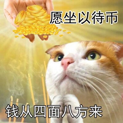 猫猫表情包