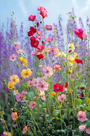 花草