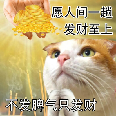 猫猫表情包